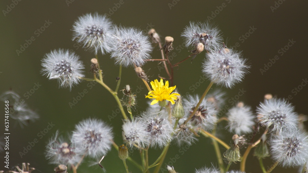 bee on a dandelion bee on a dandelion