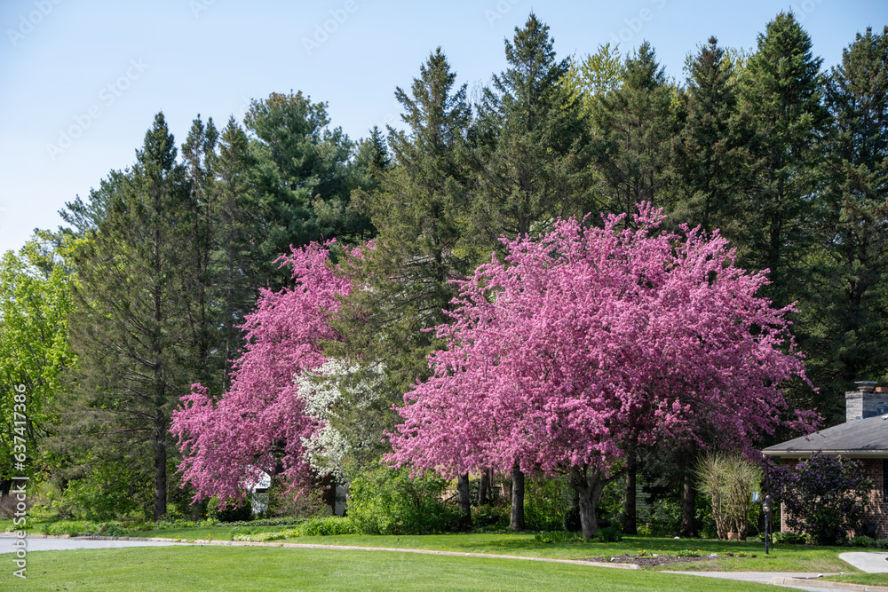 Springtime view of a neighborhood in Burlington Vermont Springtime view of a neighborhood in Burlington Vermont