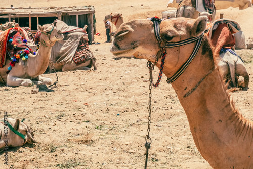 Camels Await Near Giza Pyramids © Alessandro Vecchi