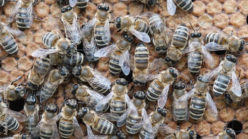 Bee larva, honey bee brood. The Birth of a Bee, Life Cycle. A honey bee colony, a honeycomb close up, beehive, beekeeping.