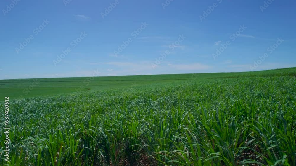 Aerial view of sugar cane plantation. Sugarcane producing farm Aerial view of sugar cane plantation. Sugarcane producing farm