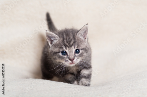 grey adorable kitten 