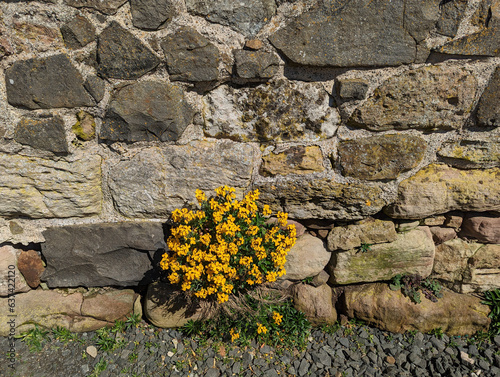 A close up view of the yellow wall flower growing in the wall of the ruined Lantern Chapel on The Heugh, Holy Island, Northumberland, England, UK. photo