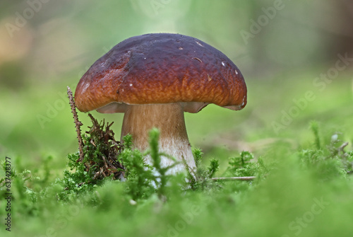 Wild forest closeup macro shots of mushrooms