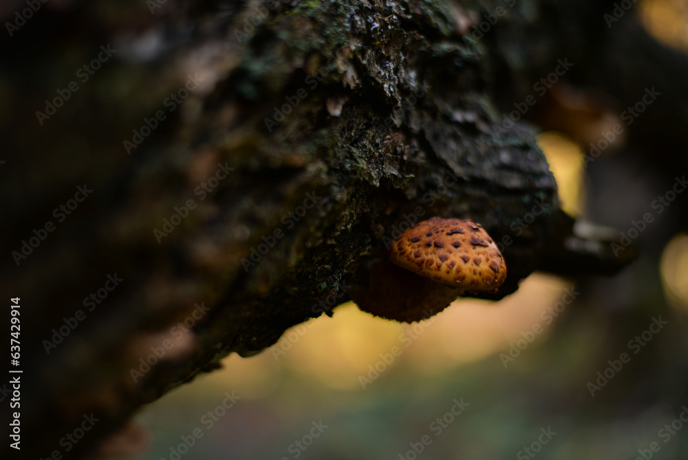 Beautiful yellow mushroom grown on a tree trunk. Pholiota squarrosa fungus with restricted edibility on a beech Beautiful yellow mushroom grown on a tree trunk. Pholiota squarrosa fungus with restricted edibility on a beech