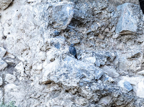 blue rock thrush sits on a rock in natural setting on a summer day