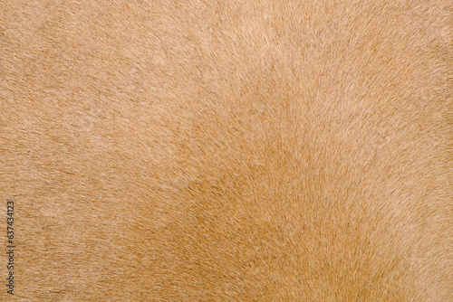 Bild auf Leinwand Horse fur skin background, texture of brown horse hair