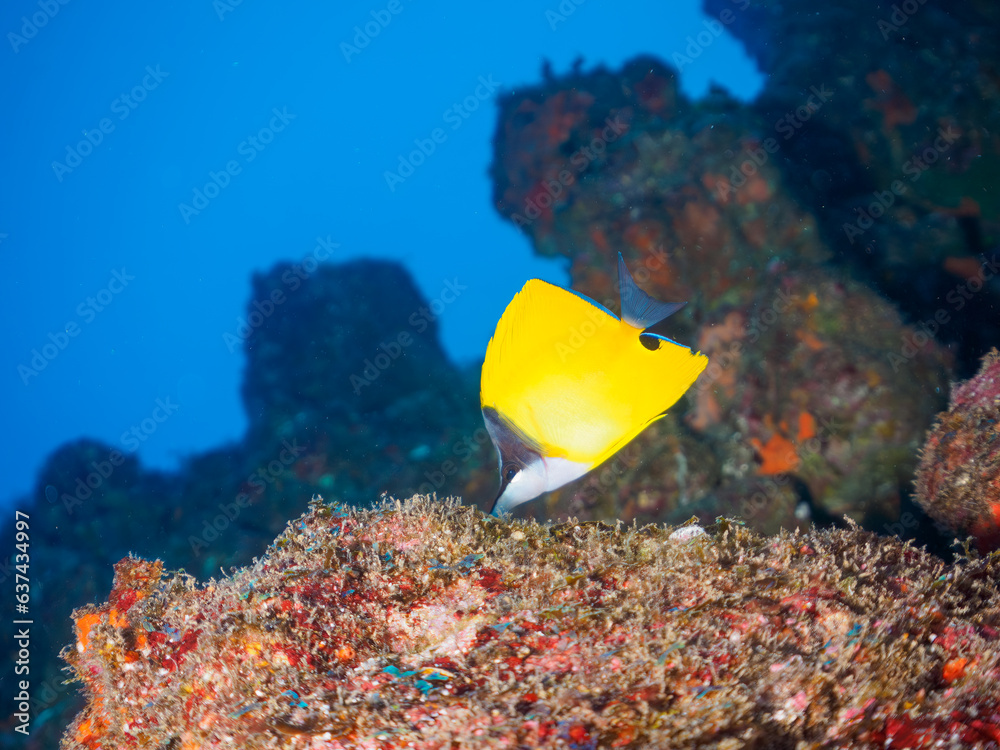 Obraz premium 美しいフエヤッコダイ（チョウチョウウオ科）。日本国静岡県伊豆半島賀茂郡南伊豆町中木から渡し船で渡るヒリゾ浜にて。 2023年8月19日水中撮影。 