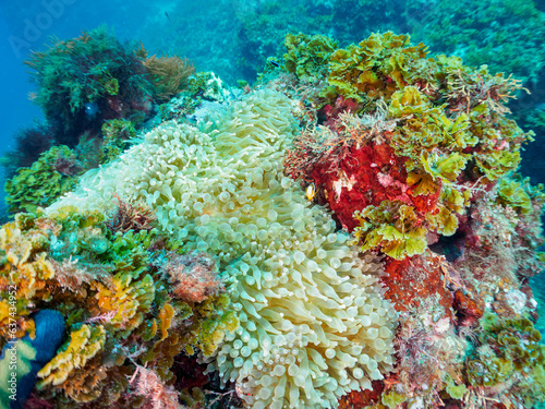 Wallpaper Mural 可愛いクマノミ（スズメダイ科）の家族。

日本国静岡県伊豆半島賀茂郡南伊豆町中木から渡し船で渡るヒリゾ浜にて。
2023年8月19日水中撮影。

 Torontodigital.ca