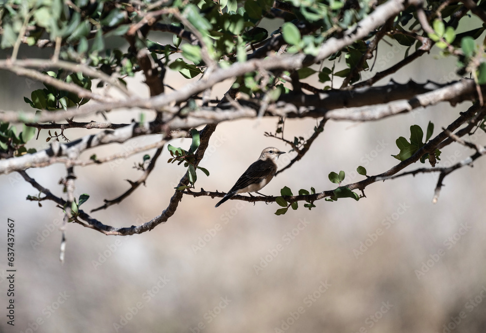 common wheatear sits on a branch in natural conditions on a summer day common wheatear sits on a branch in natural conditions on a summer day