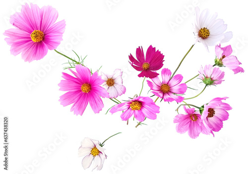 Border of flowers Cosmos isolated on white background.