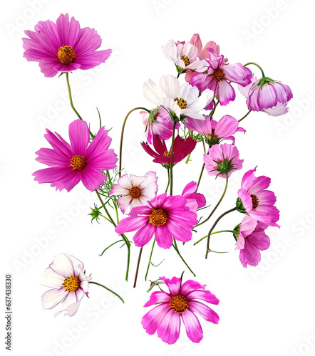 Border of flowers Cosmos isolated on white background.