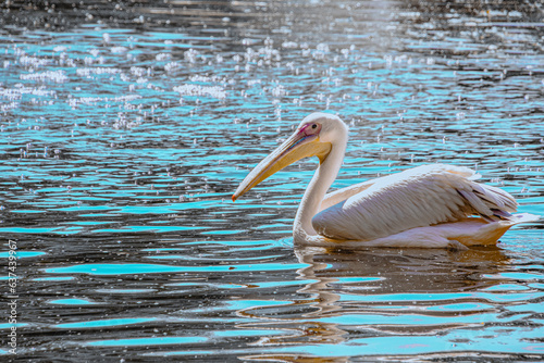 Pelican swimming on the water