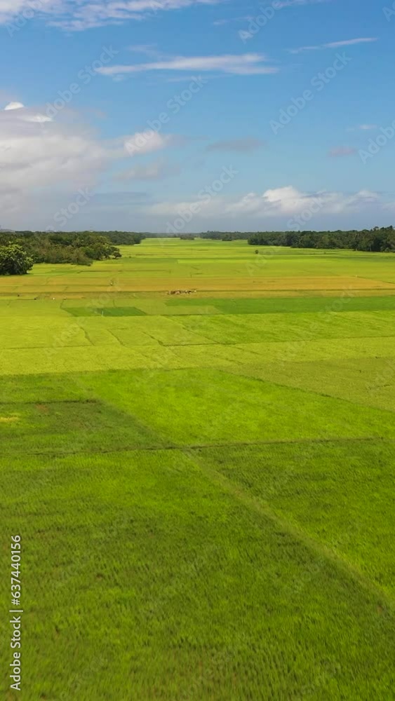 Top view of rice fields and agricultural land in the Philippines.