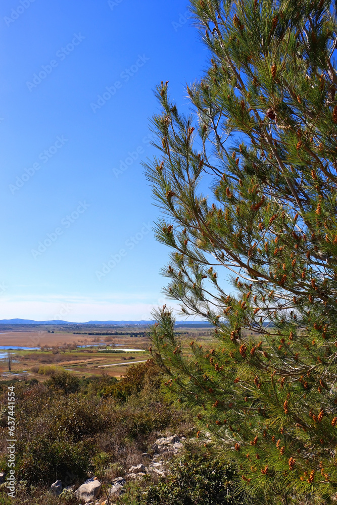 Pine tree on the hill above Lake Vrana, Croatia. Selective focus. Pine tree on the hill above Lake Vrana, Croatia. Selective focus.