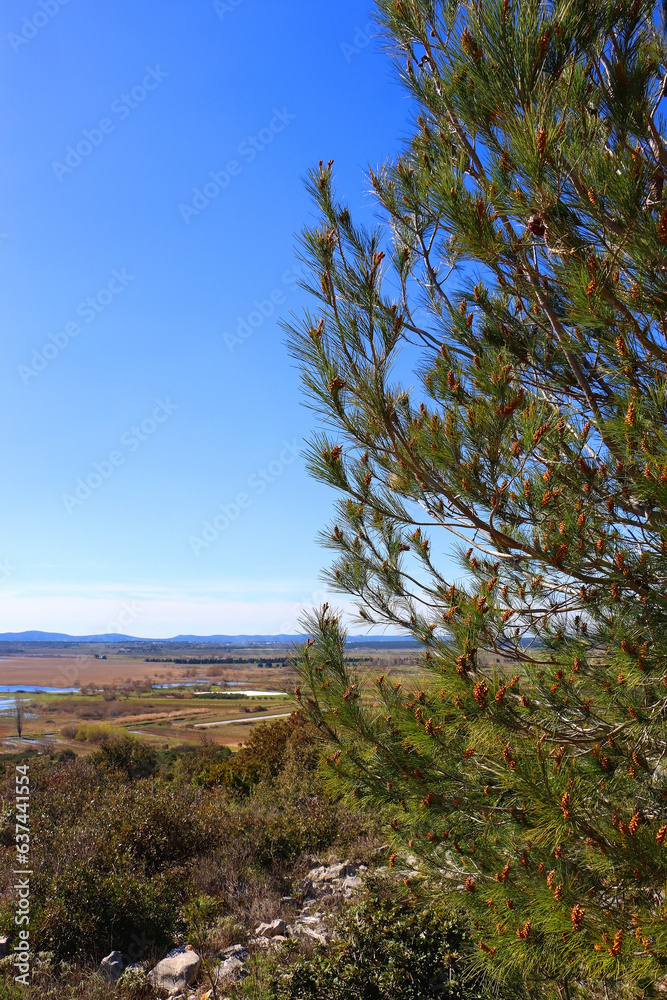 Pine tree on the hill above Lake Vrana, Croatia. Selective focus.