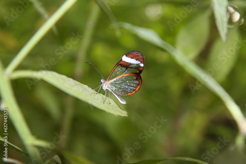 Mariposa transparente rojo y blanco Oleria paula photo