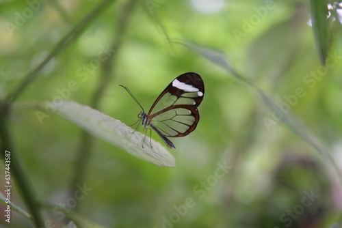 Mariposa transparente rojo y blanco Oleria paula photo