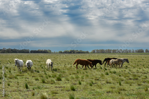 Herd of horses in the coutryside, La Pampa province, Patagonia, Argentina.