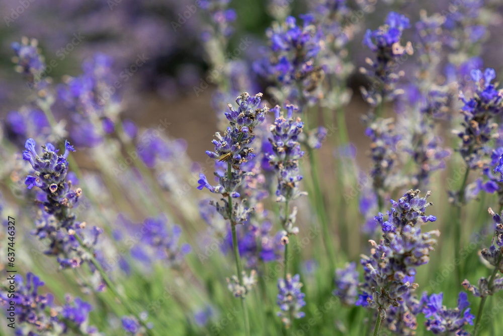 lavender field in region lavender field in region