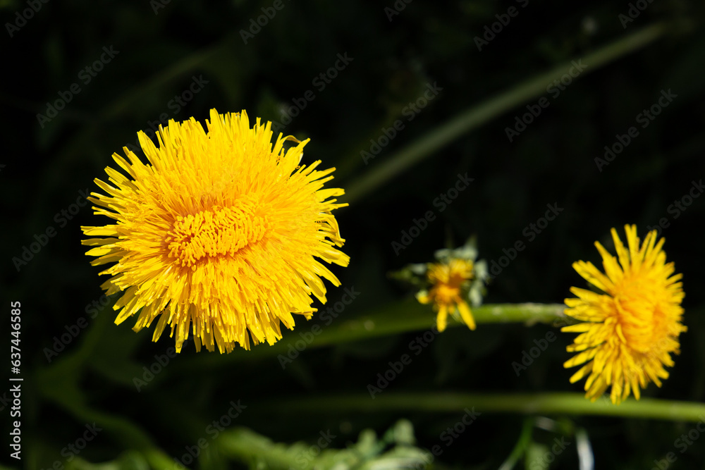dandelion, yellow flower, wildflowers, spring flowers, bouquet of dandelions dandelion, yellow flower, wildflowers, spring flowers, bouquet of dandelions