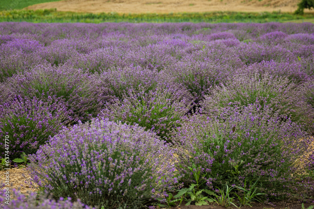 Obraz premium area of ​​lavender field, lavender bushes, purple flowers