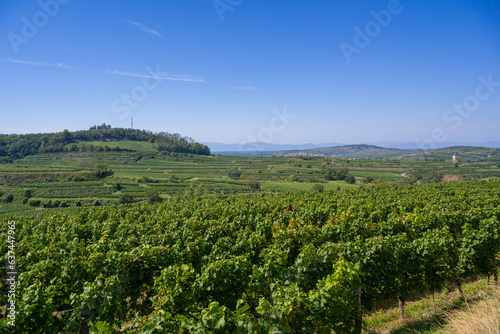 View over the Vineyards of Bickensohl In The Imperial Chair. n the background the spire of Oberrotweil/Vogtsburg. Breisgau, Baden-Wuerttemberg, Germany, Europe