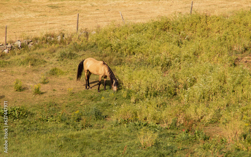 Un bonito caballo pastando en un prado. Buckskin dun horse en Hoyos del Espino, Ávila, España. Caballo bayo cabos negros. photo