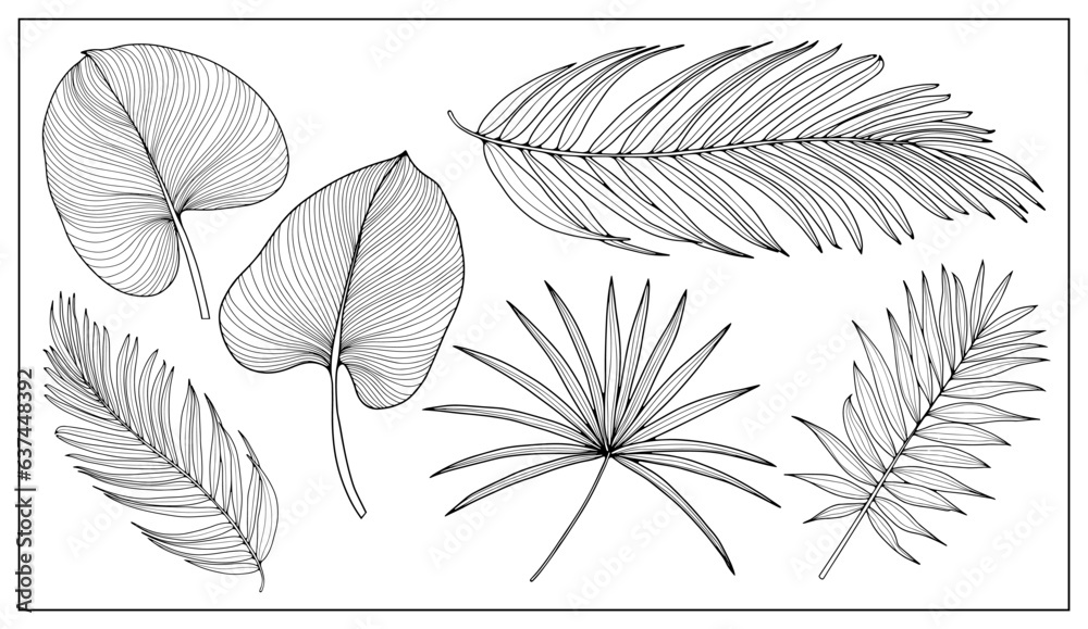 Black outline of tropical leaves and branches on a white background. Tropical leaves for decor, covers, coloring books, pattern making and designs.