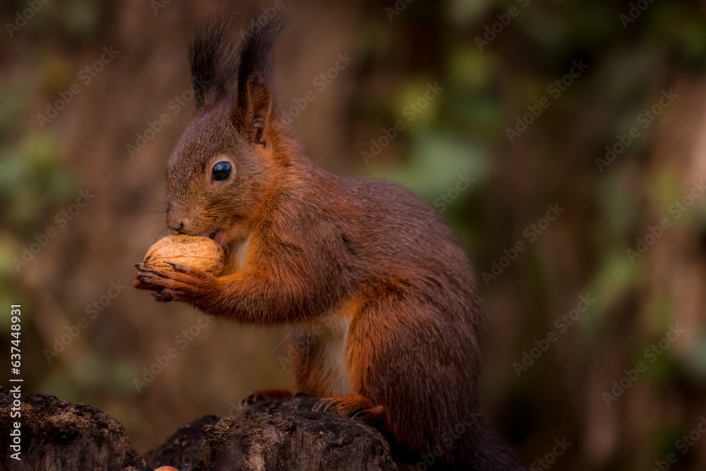 Red Squirel in the woods, scoiato rosso Red Squirel in the woods, scoiato rosso