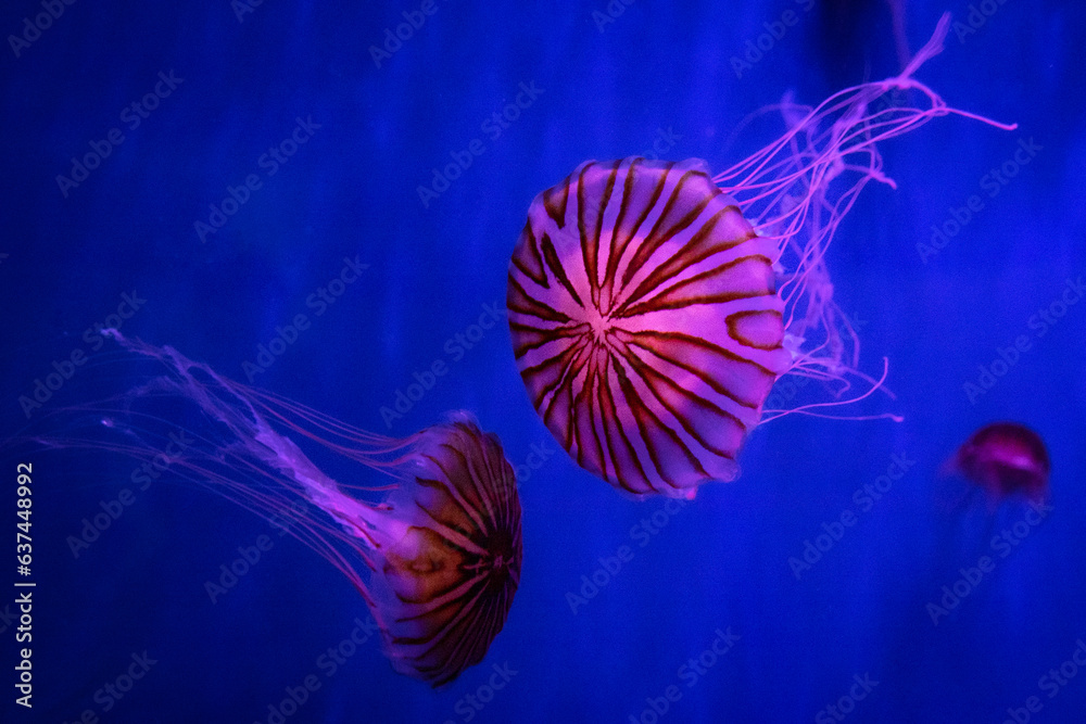 Jellyfish, meduse, Genova, Italy