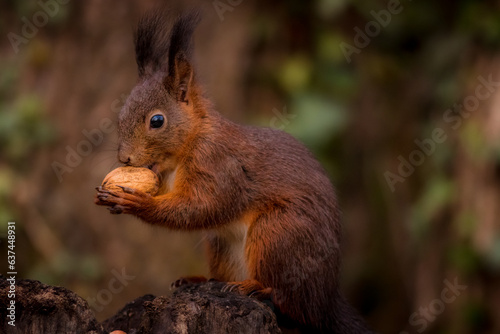 Red Squirel in the woods, scoiato rosso 