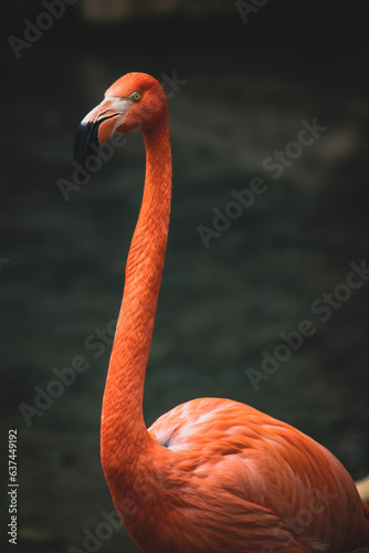 Pink Flamingo, Fenicottero Rosa