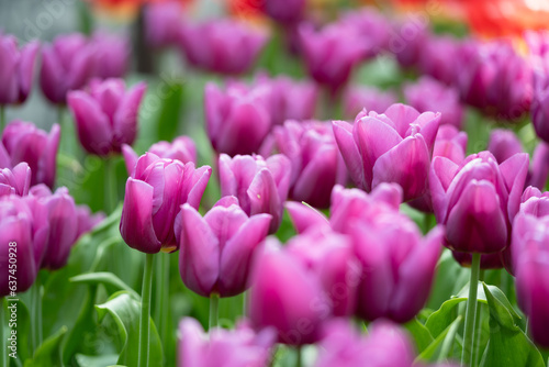 tulips in the garden 