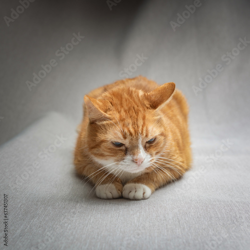 Portrait of a beautiful domestic red cat.