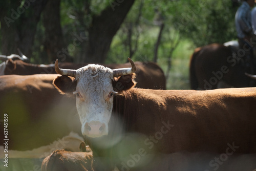 Horned Hereford beef cow herd on Texas ranch closeup during cattle works in summer. photo