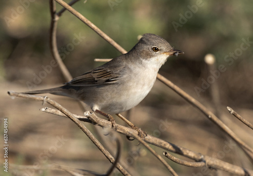 Common whitethroat with prey perched on bush, Bahrain