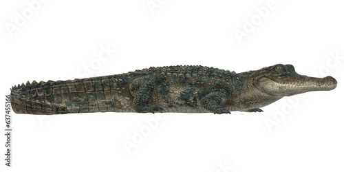 Alligator isolated on a Transparent Background