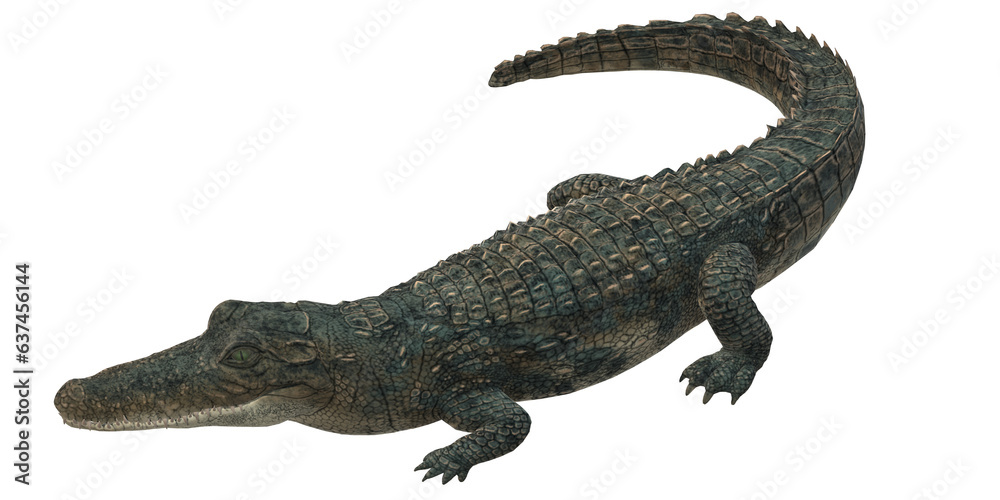 Alligator isolated on a Transparent Background Alligator isolated on a Transparent Background