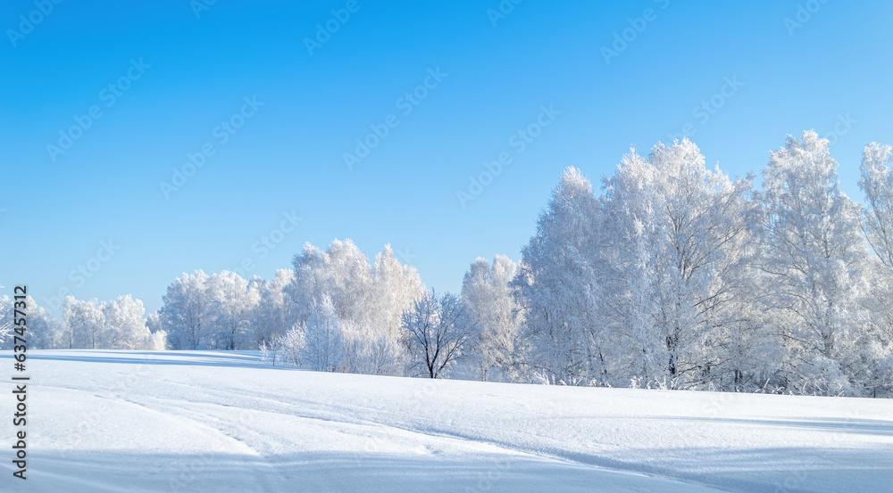 Obraz premium Snow Trees on the Edge of the Forest at Sunny Winter Day