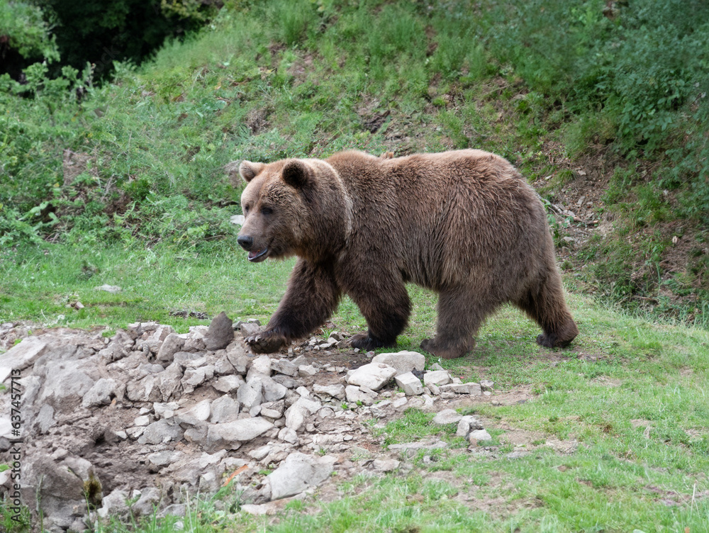 brown bear on the background of the forest brown bear on the background of the forest