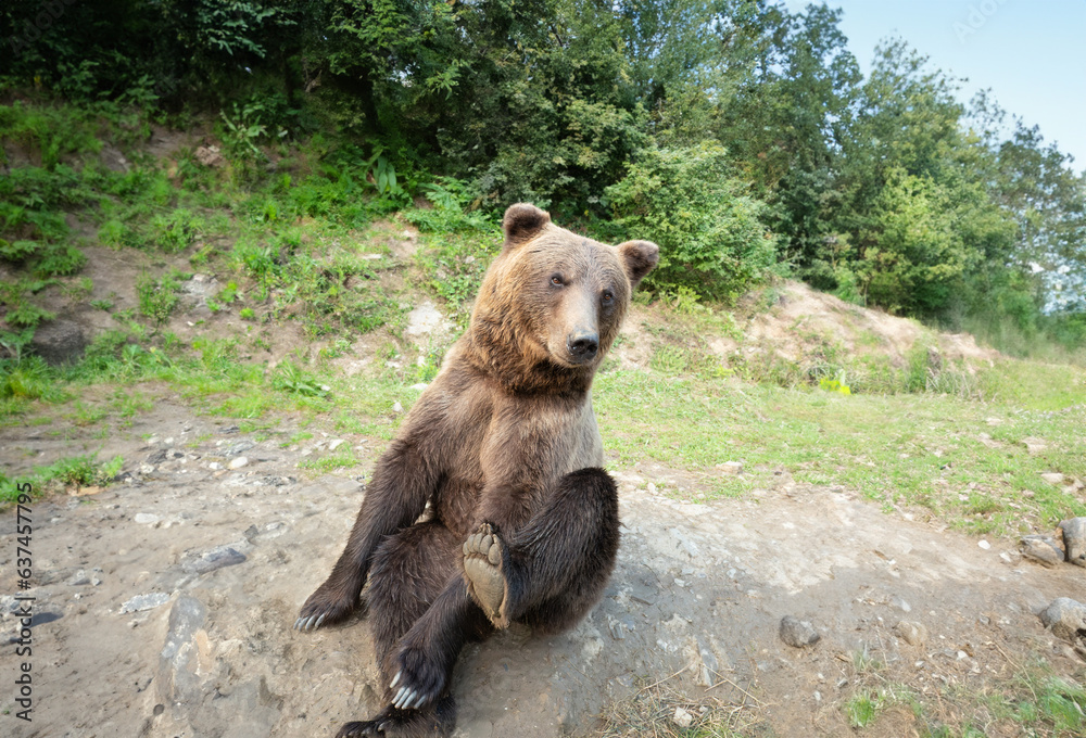  brown bear on the background of the forest