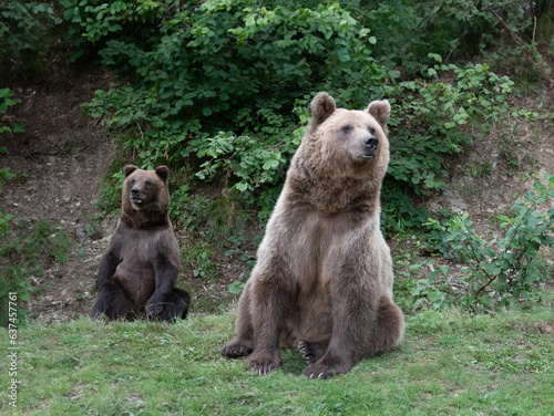  two brown bear on the background of the forest © fotomaster