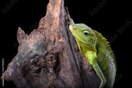 Bronchocela jubata, commonly known as the maned forest lizard photo