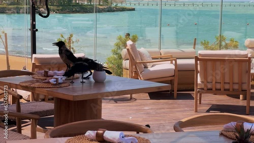 Avian Takeover: Crows Claim Restaurant Table