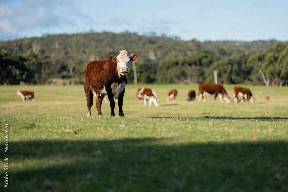 hereford cows in australia in a paddock grazing on grass