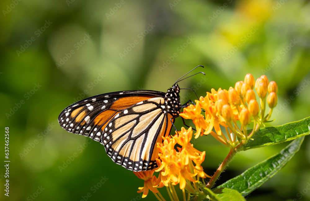 Beautiful monarch butterfly gathering nectar from orange butterfly weed flowers Beautiful monarch butterfly gathering nectar from orange butterfly weed flowers