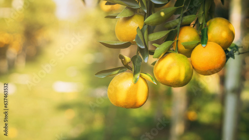 Close up Oranges from Lush Citrus Grove. Worker Gathering Ripe Citrus Fruits in Sunlit. harvesting oranges in an tree field.