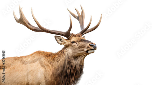 a bull elk bugling in a 3 4 view  in an isolated and transparent PNG in a Wildlife-themed  photorealistic illustration. Generative ai