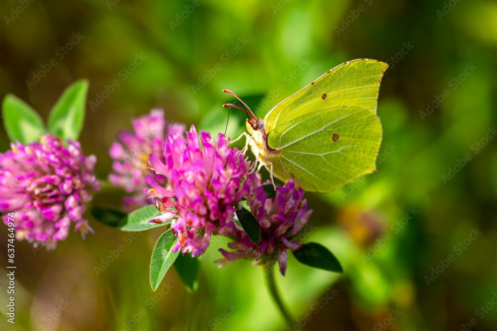 Brimstone (Gonepteryx rhamni), butterfly in the family Pieridae. Macro close up of colorful insect with bright yellow greenish wings on a pink  trefoil or clover flower in meadow Sauerland, Germany.